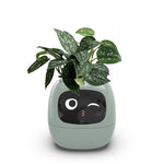Smart Planter Endless Fun Over 49 Rich Expressions 7 Smart Sensors And AI Chips Make Raising Plants Easy And Fun
